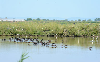 Réserve du Bagnas
balade Cap d’Agde
promenade Cap d’Agde
Cap d’Agde à pied
randonnées Hérault